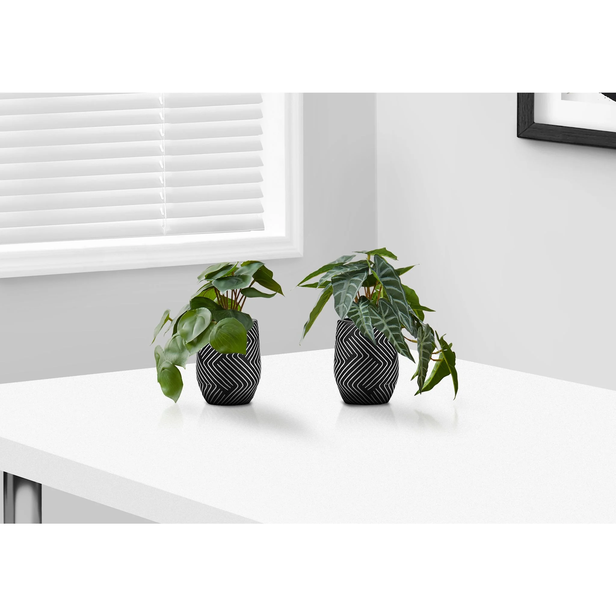 Alocasia Plant (Set of 2) - Image 2