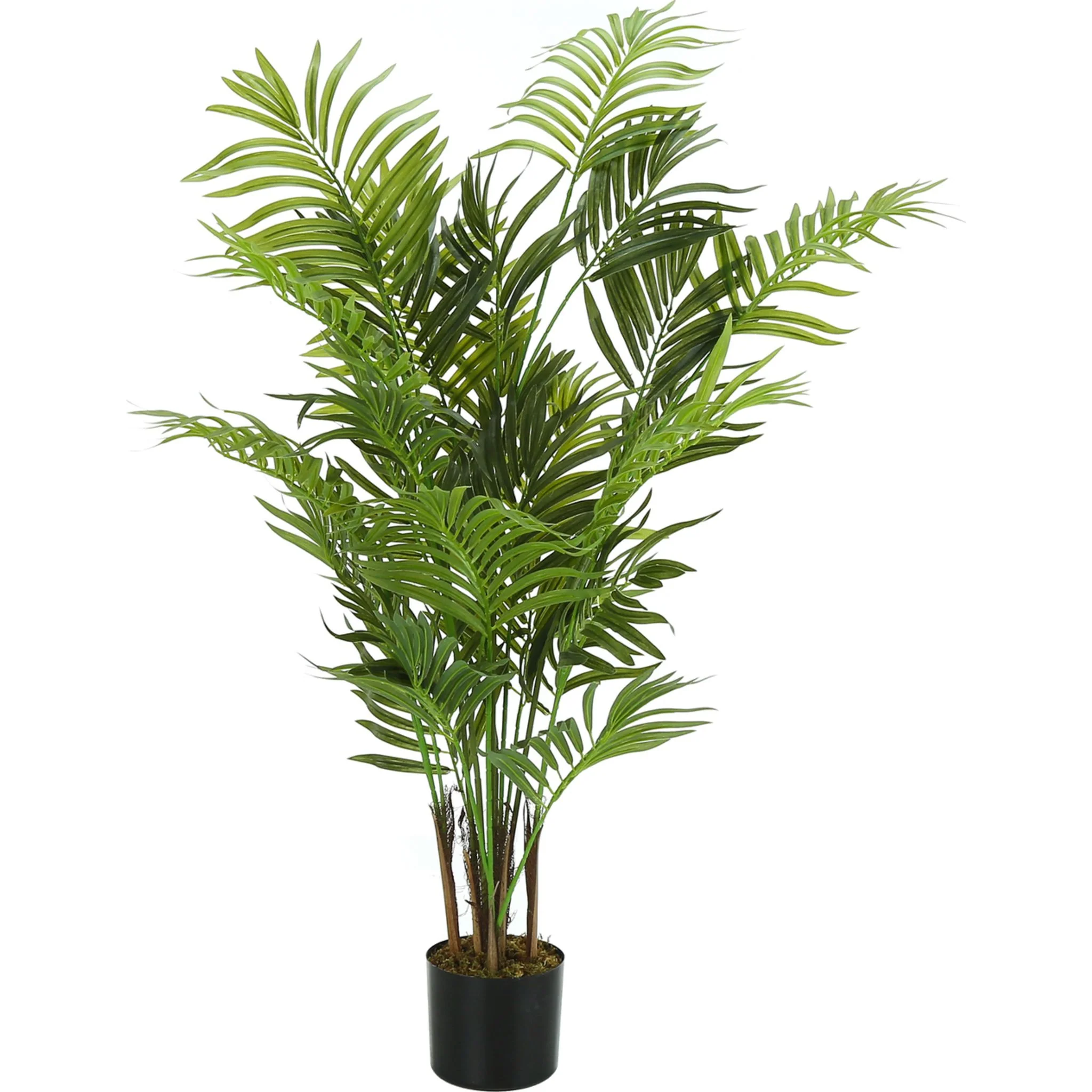 Areca Palm Tree