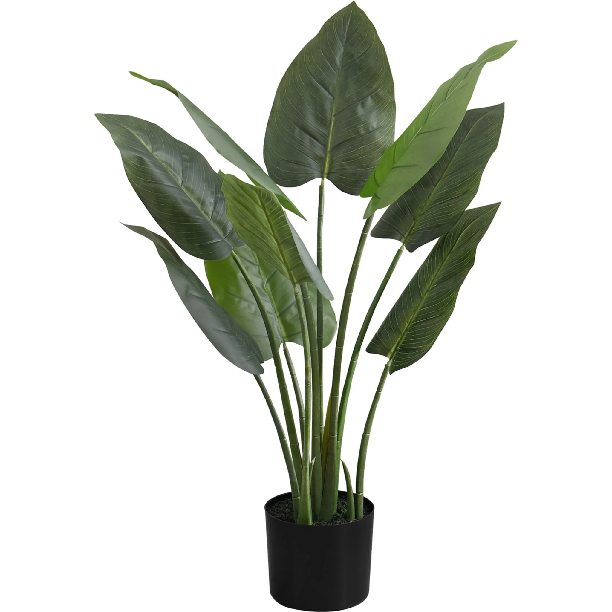 Aureum Tree