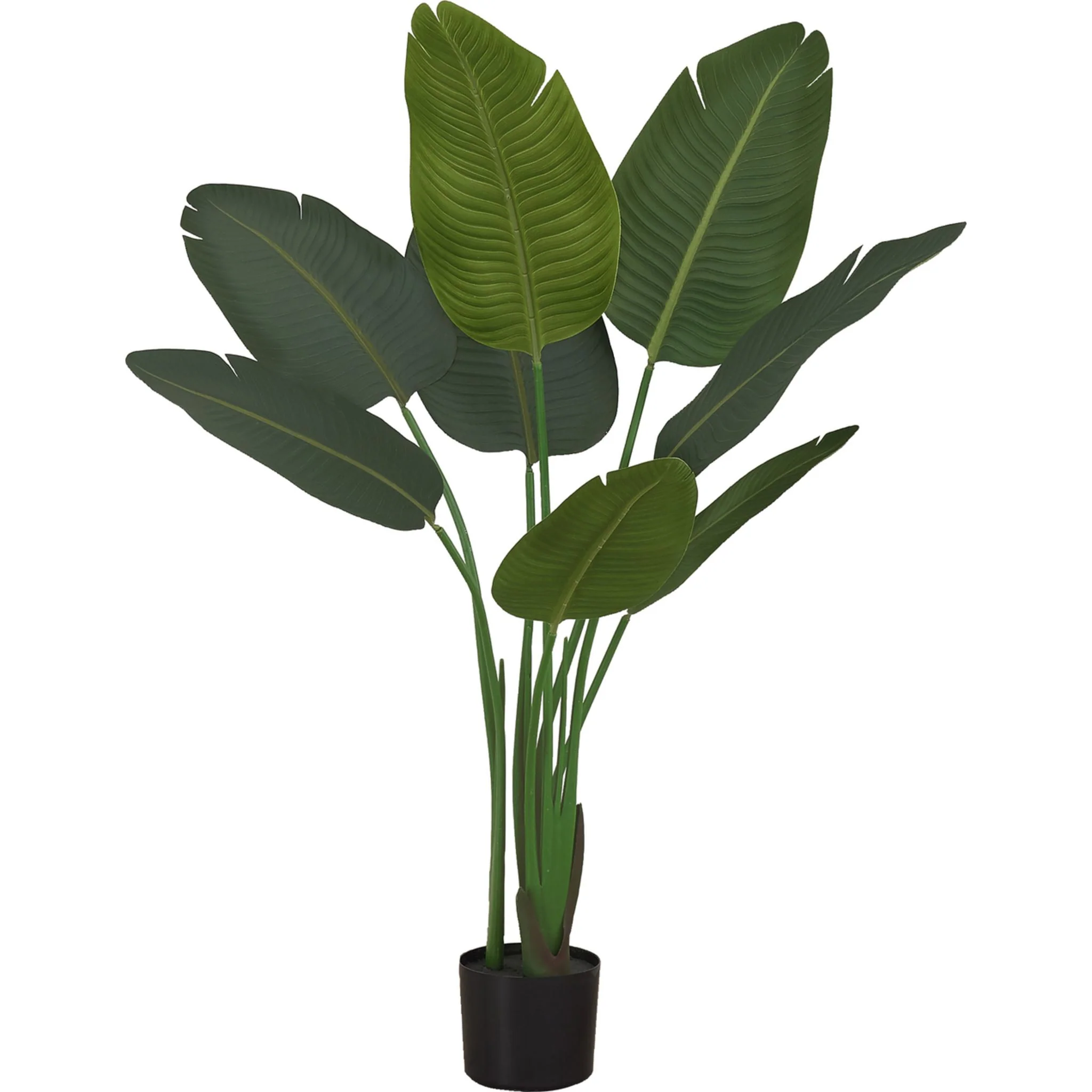 Bird of Paradise Tree