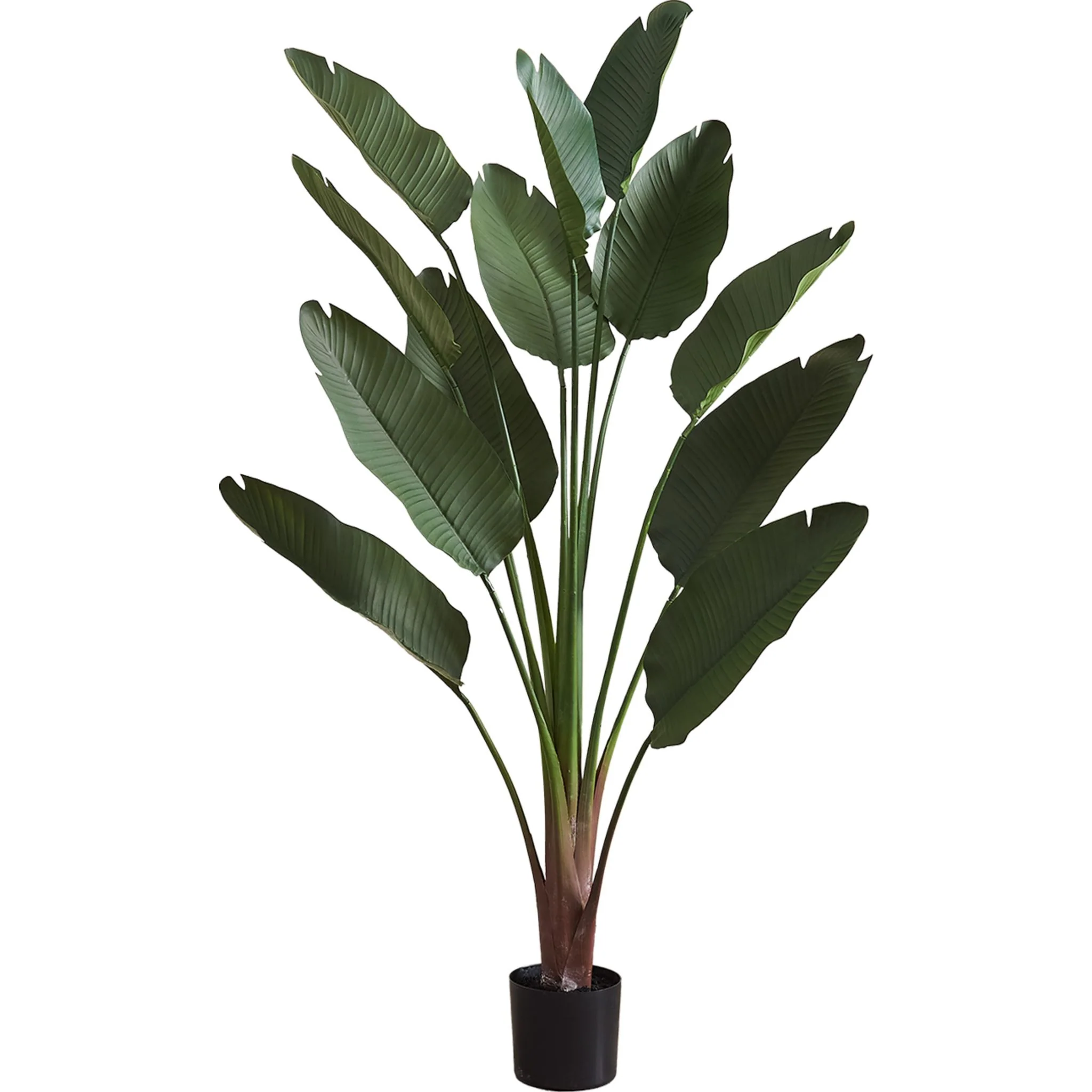Bird of Paradise Tree