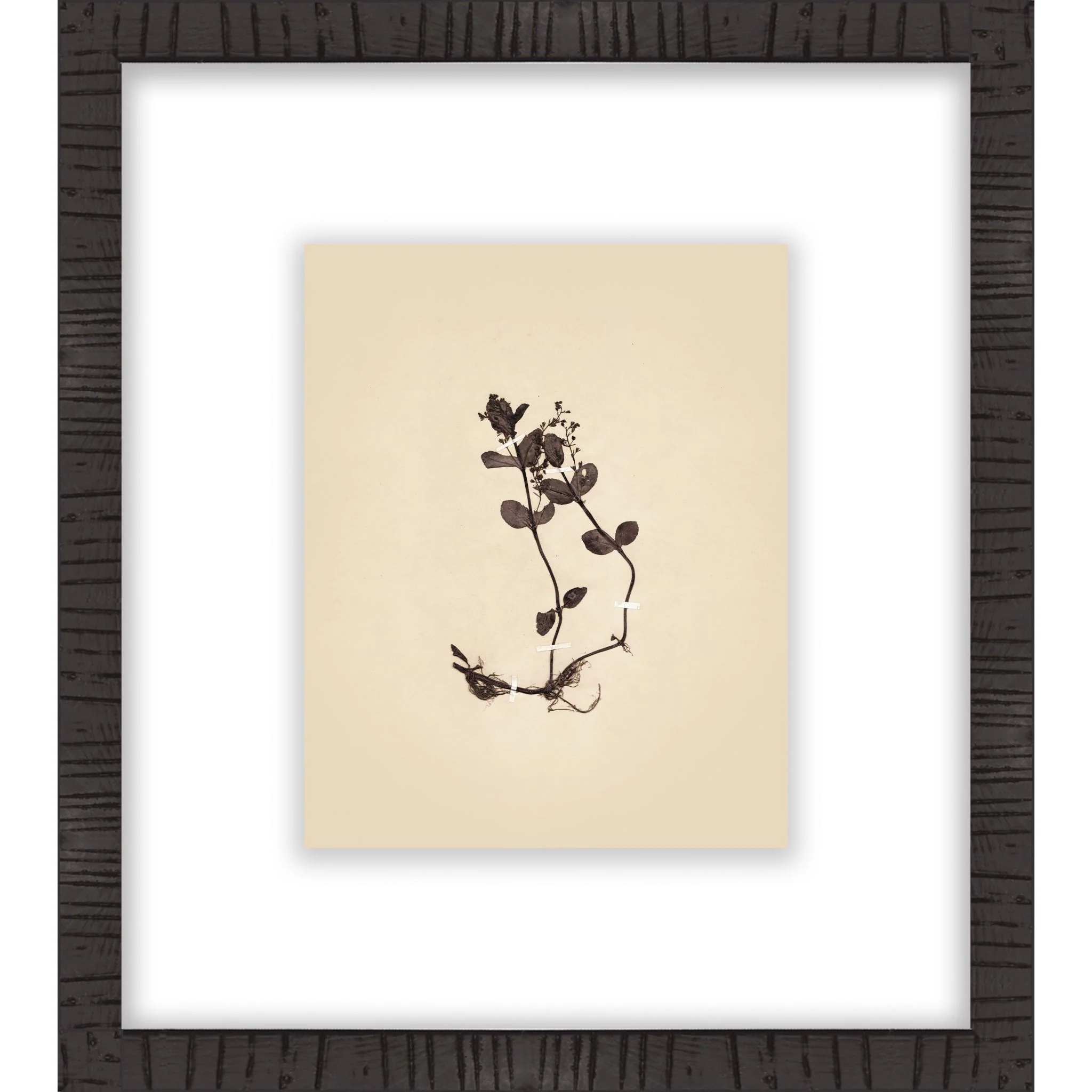 Botanical II Wall Art 16.00" x 18.00"