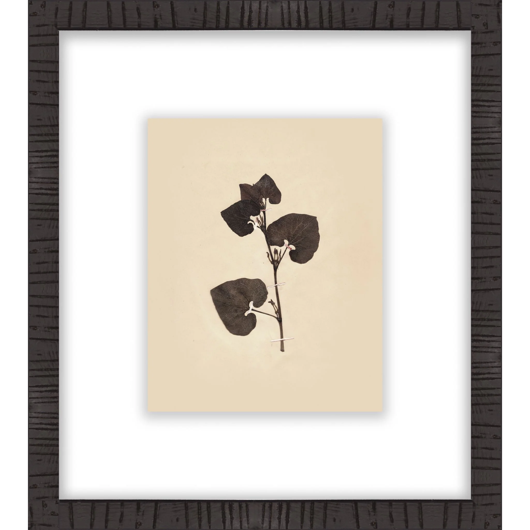 Botanical III Wall Art 16.00" x 18.00"