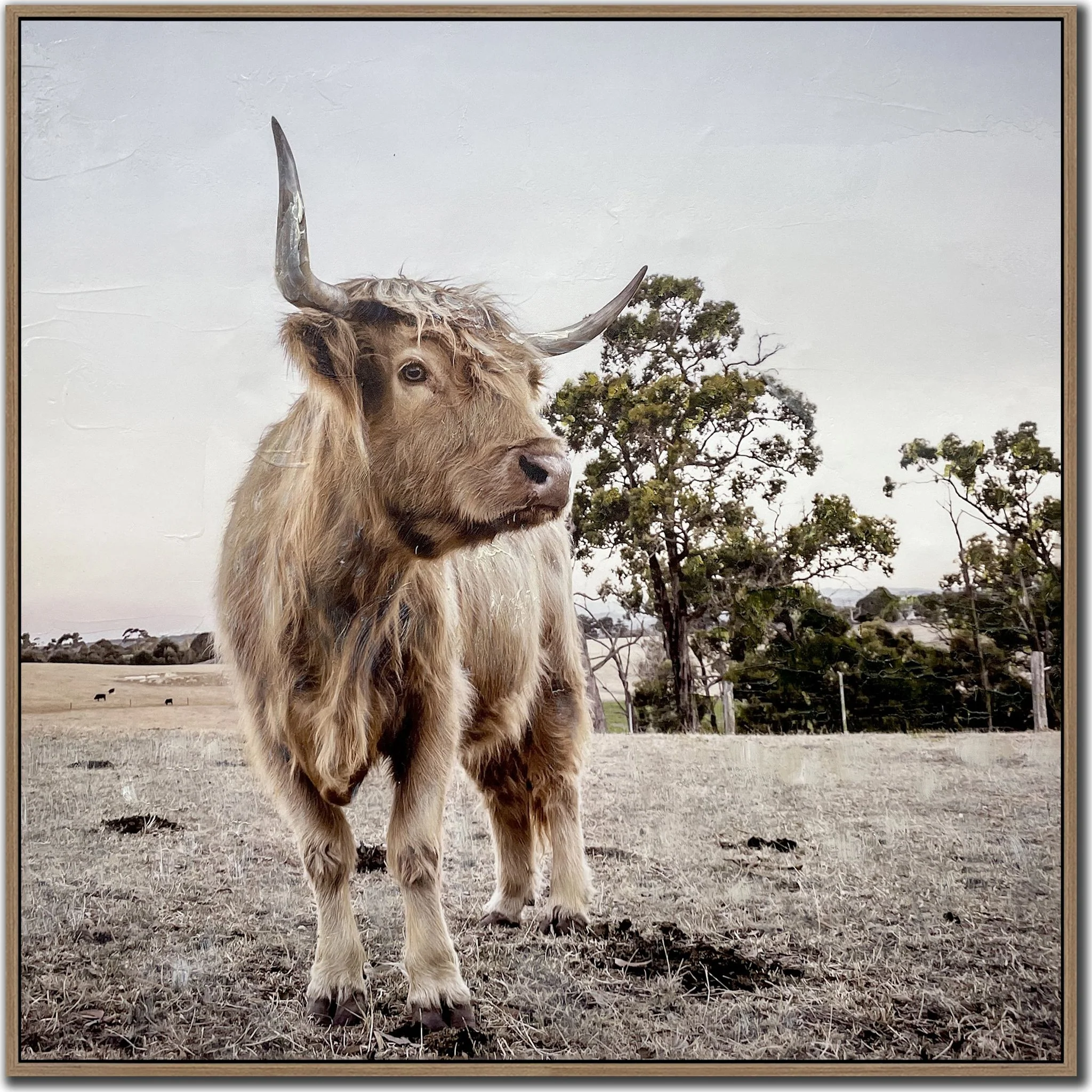 Countryside Highland Wall Art 31.00" x 31.00"