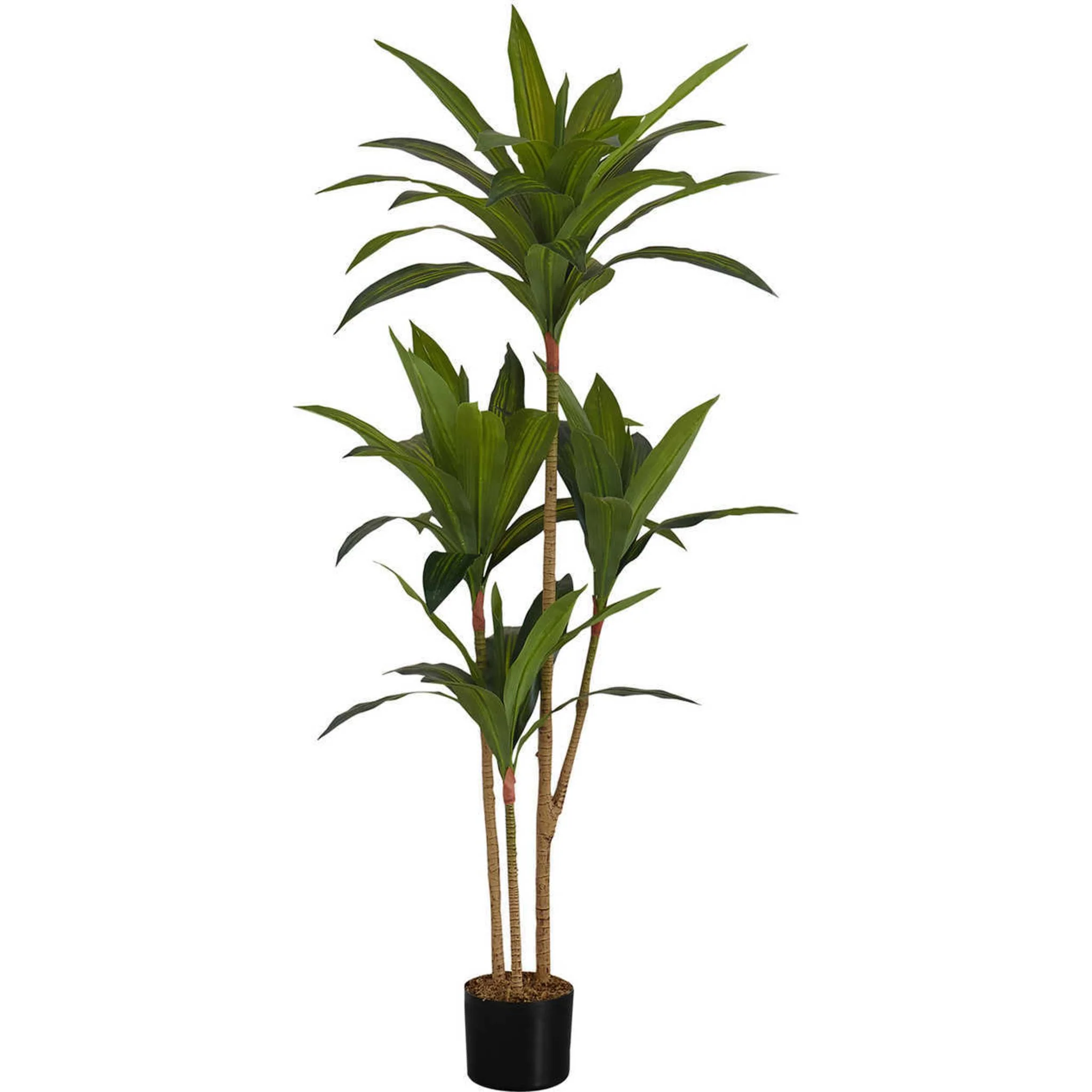 Dracaena Tree