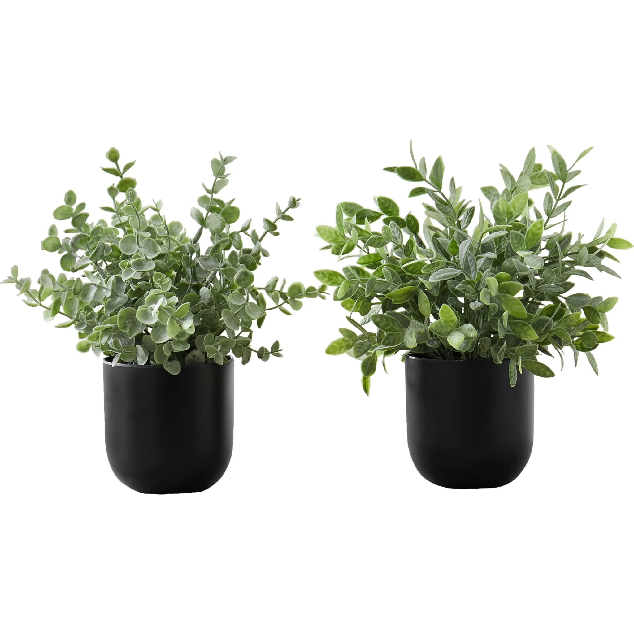 Eucalyptus Grass Plant (Set of 2)