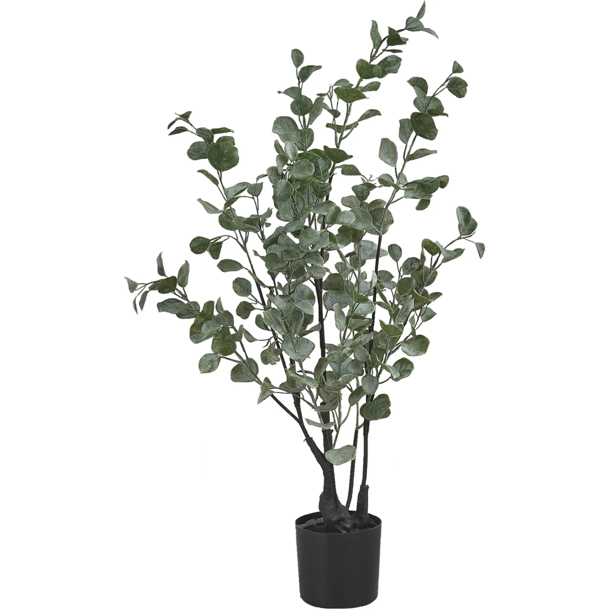 Eucalyptus Tree