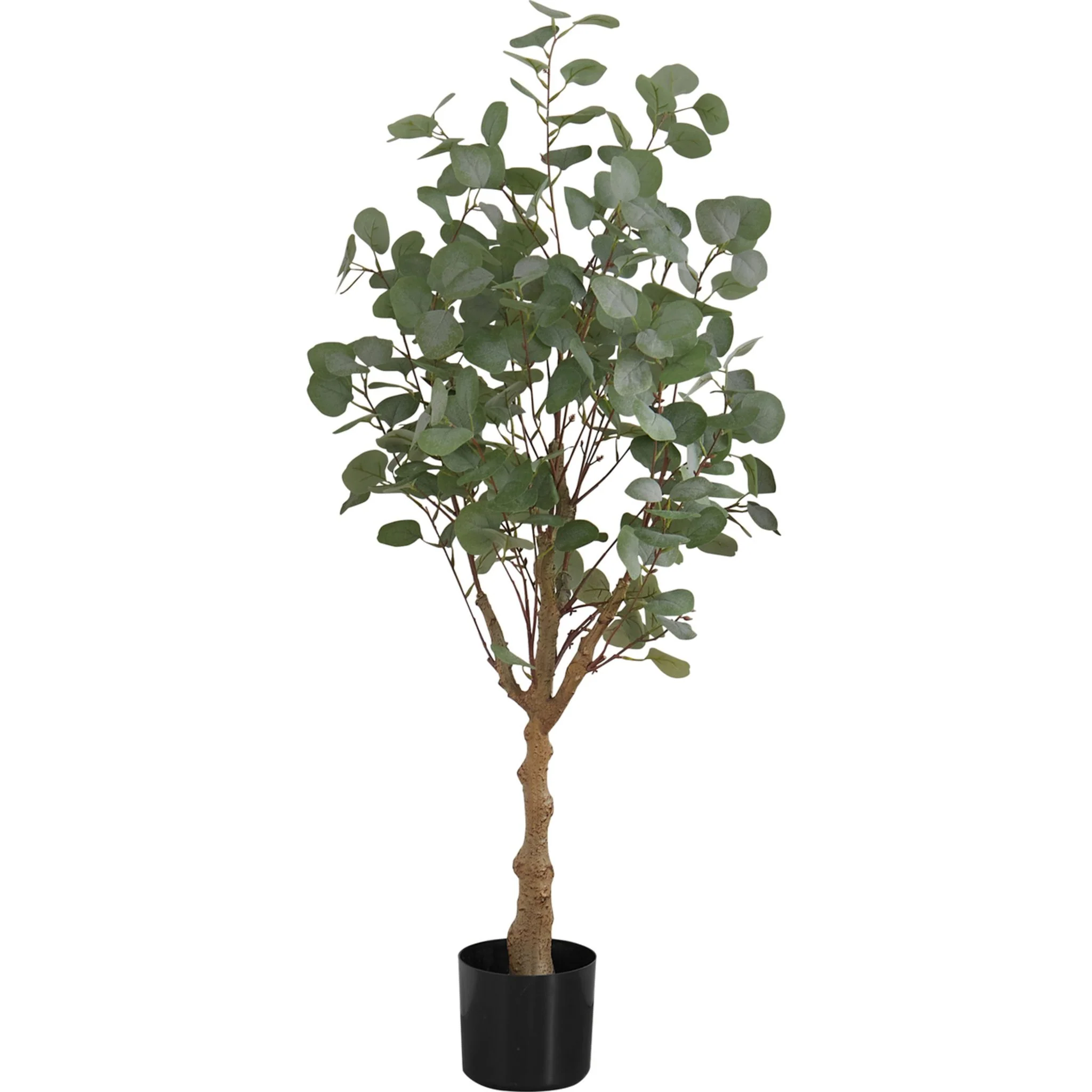 Eucalyptus Tree