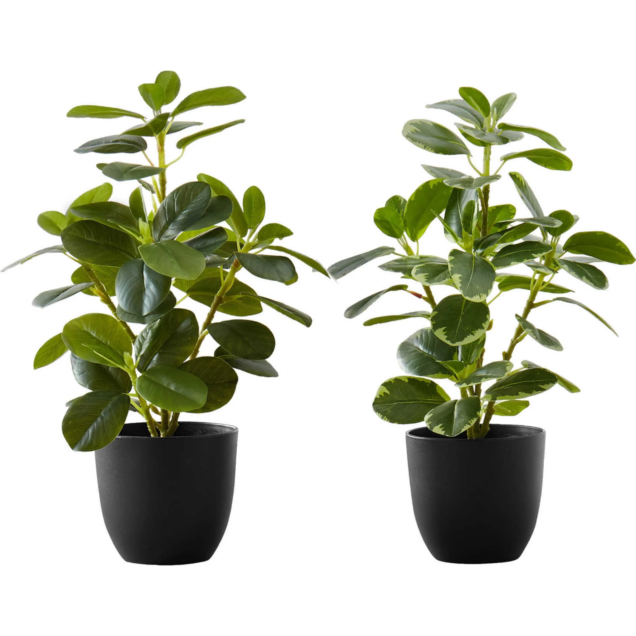 Ficus Plant (Set of 2)