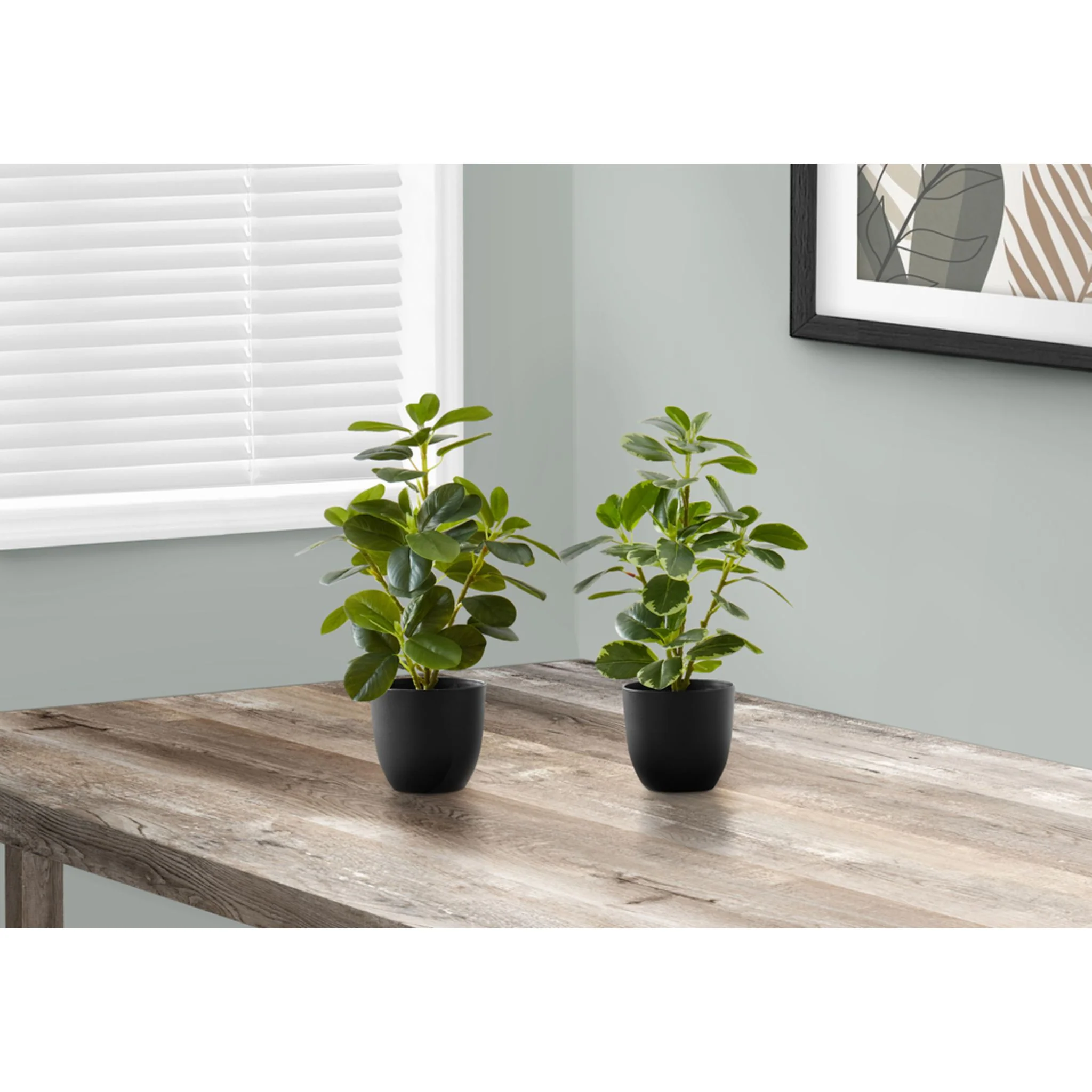 Ficus Plant (Set of 2) - Image 2
