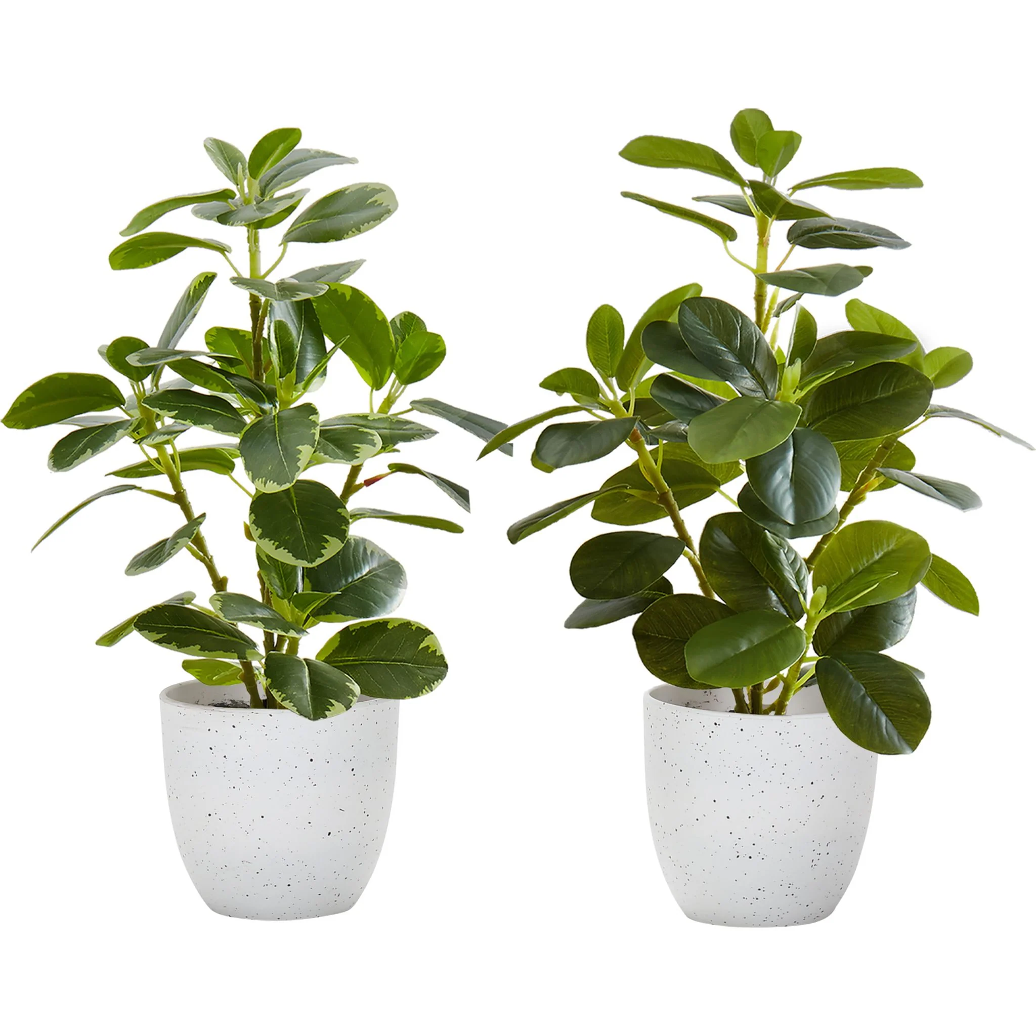 Ficus Plant (Set of 2)
