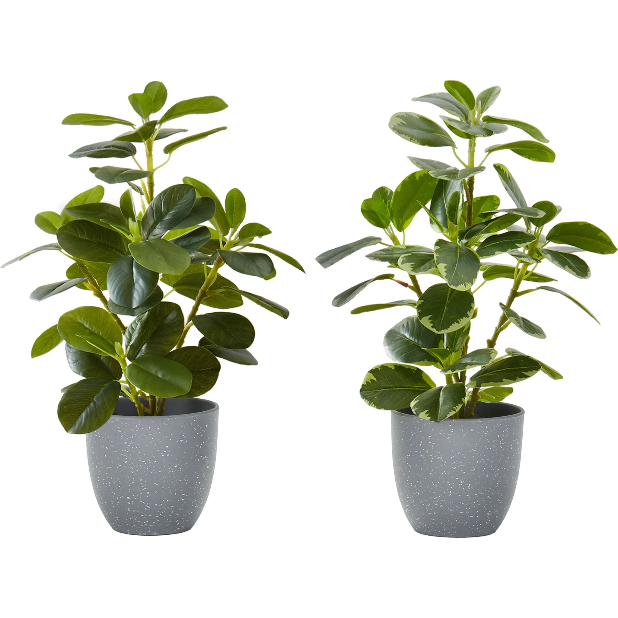 Ficus Plant (Set of 2)