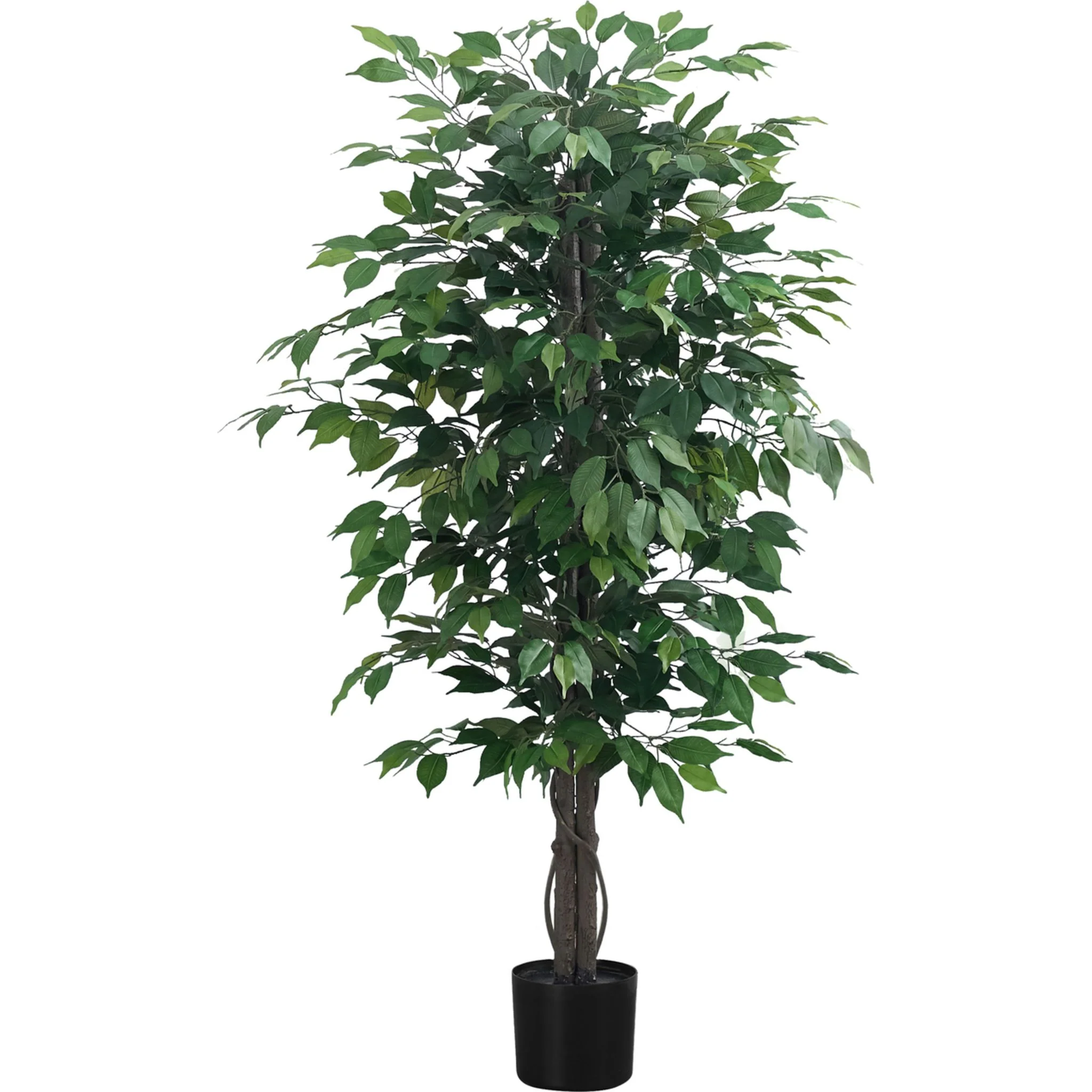 Ficus Tree