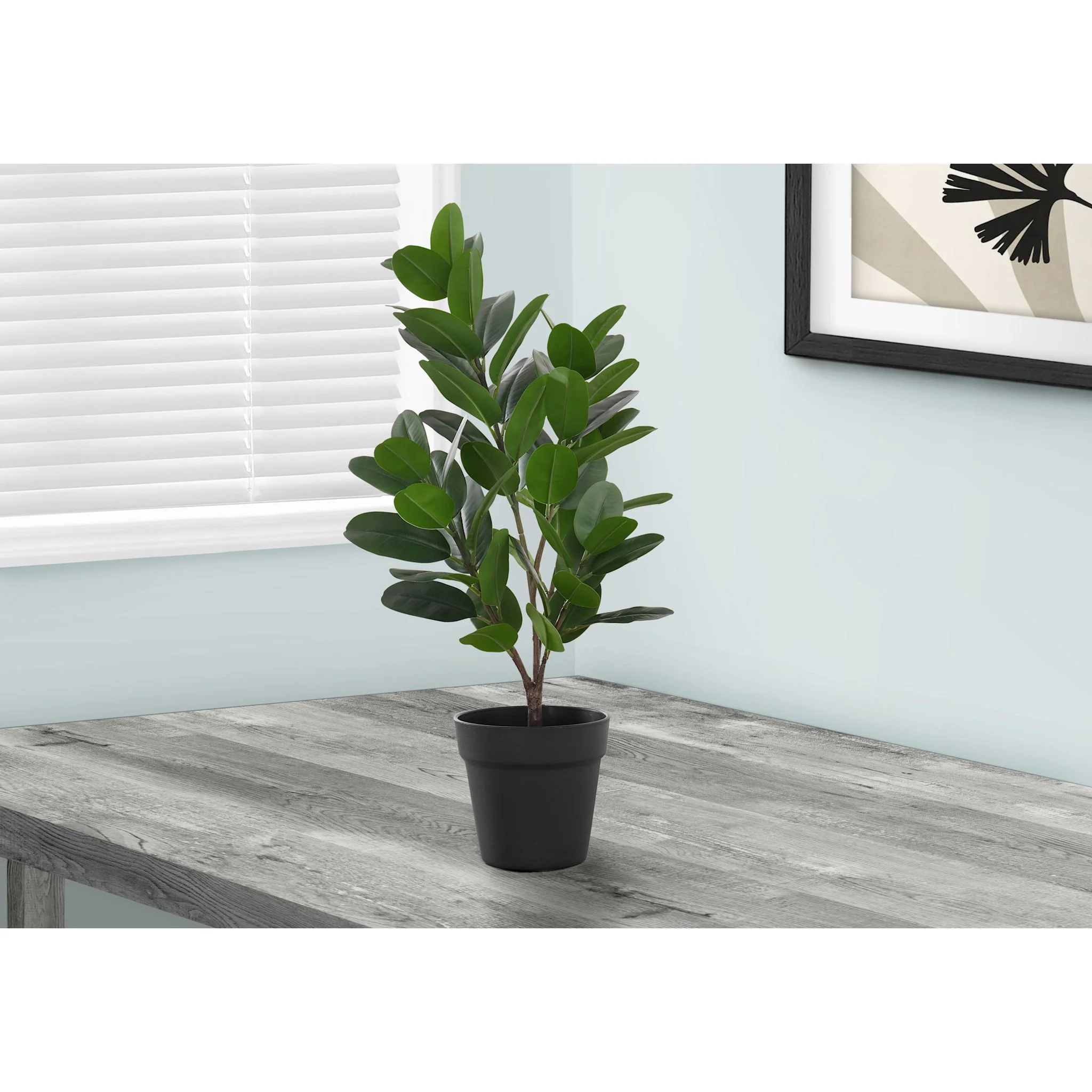 Garcinia Tree - Image 2
