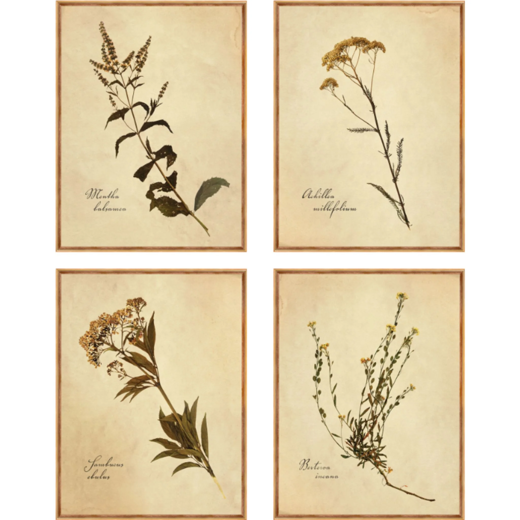 Heirloom Wall Art (Set of 4)