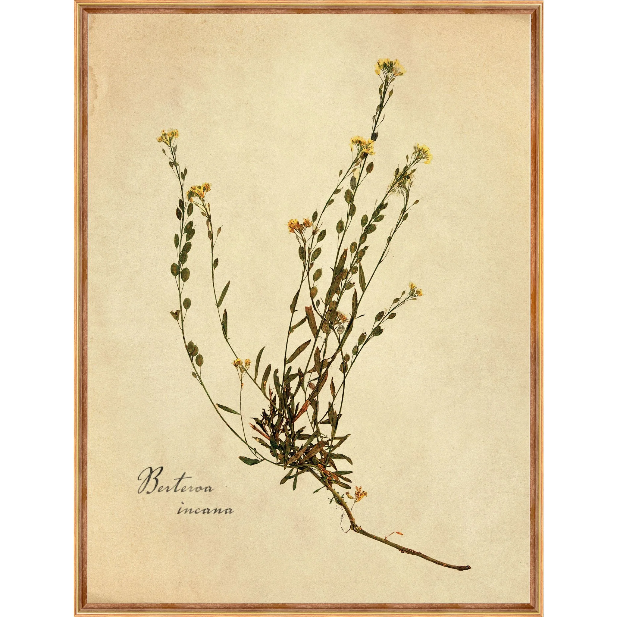 Heirloom Wall Art (Set of 4) - Image 2