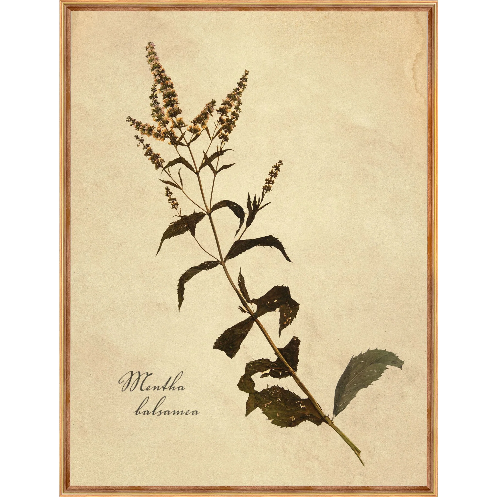 Heirloom Wall Art (Set of 4) - Image 3