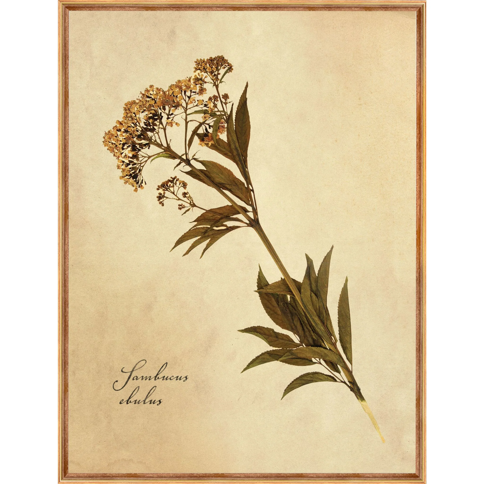 Heirloom Wall Art (Set of 4) - Image 4