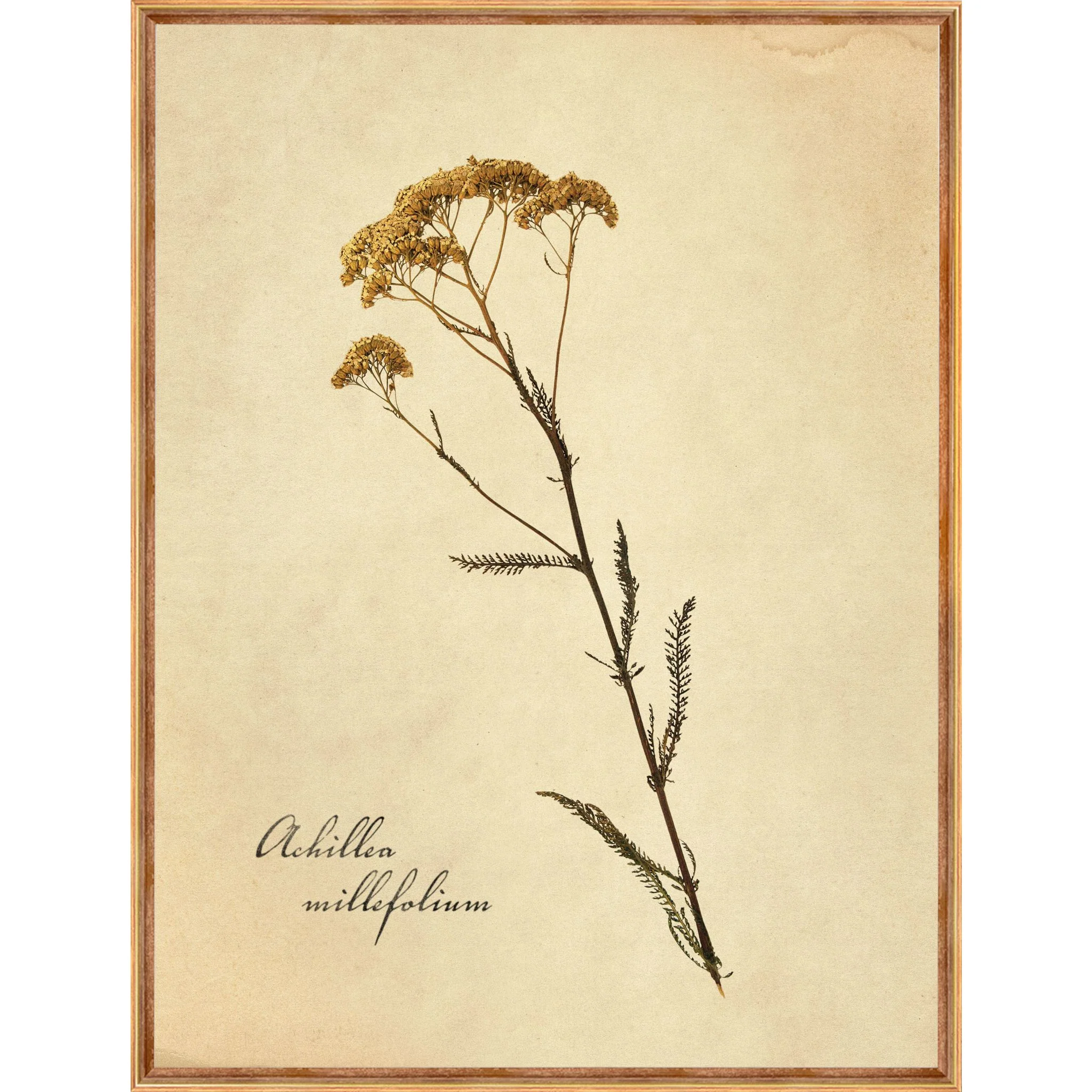 Heirloom Wall Art (Set of 4) - Image 5