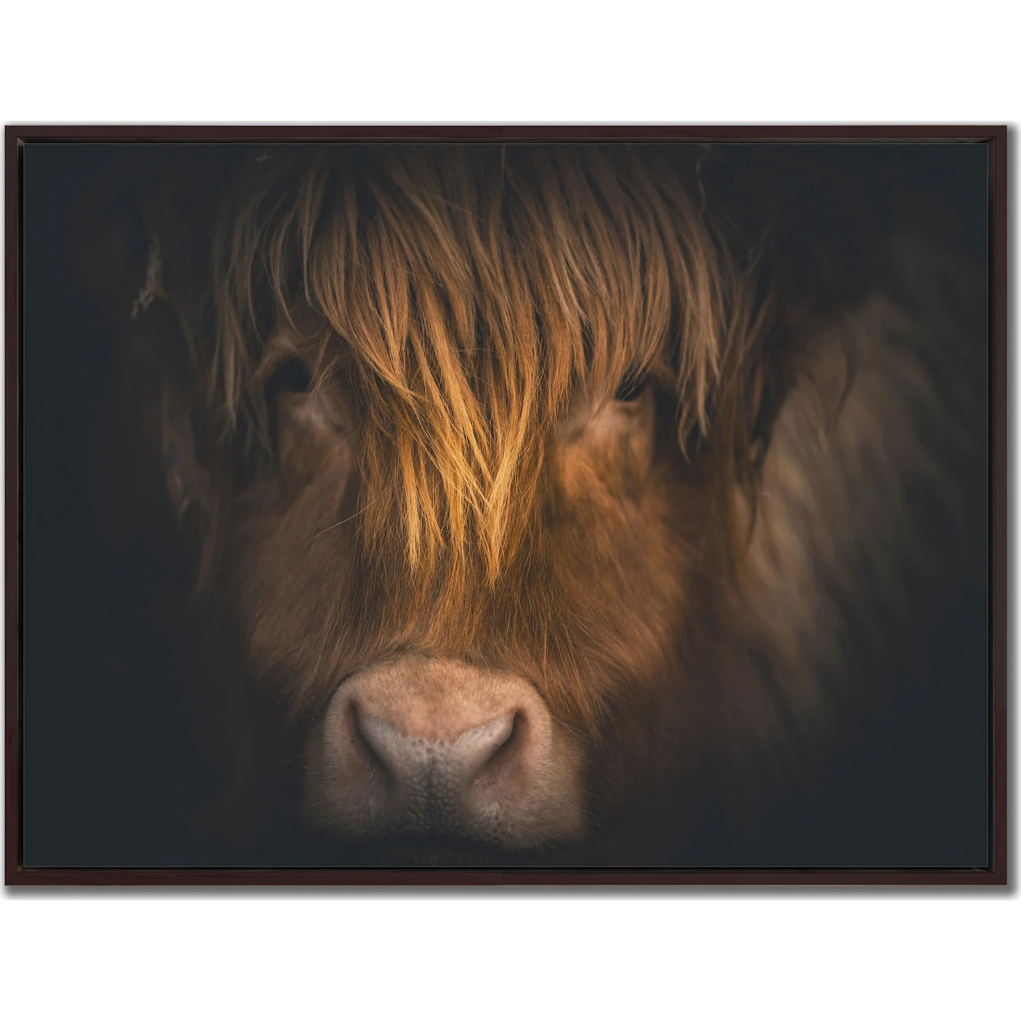 Highland Focus Wall Art 41.00" x 31.00"