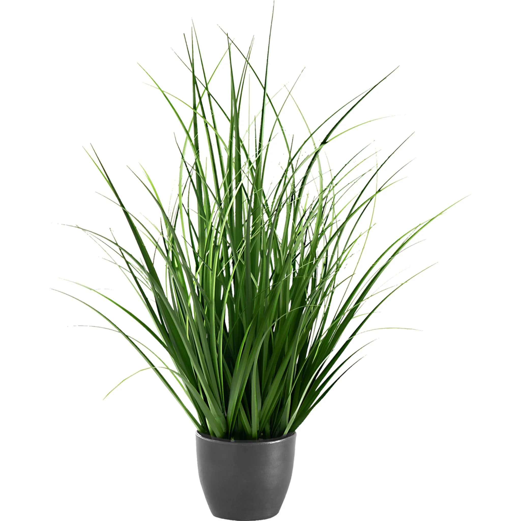 Indoor Grass Plant
