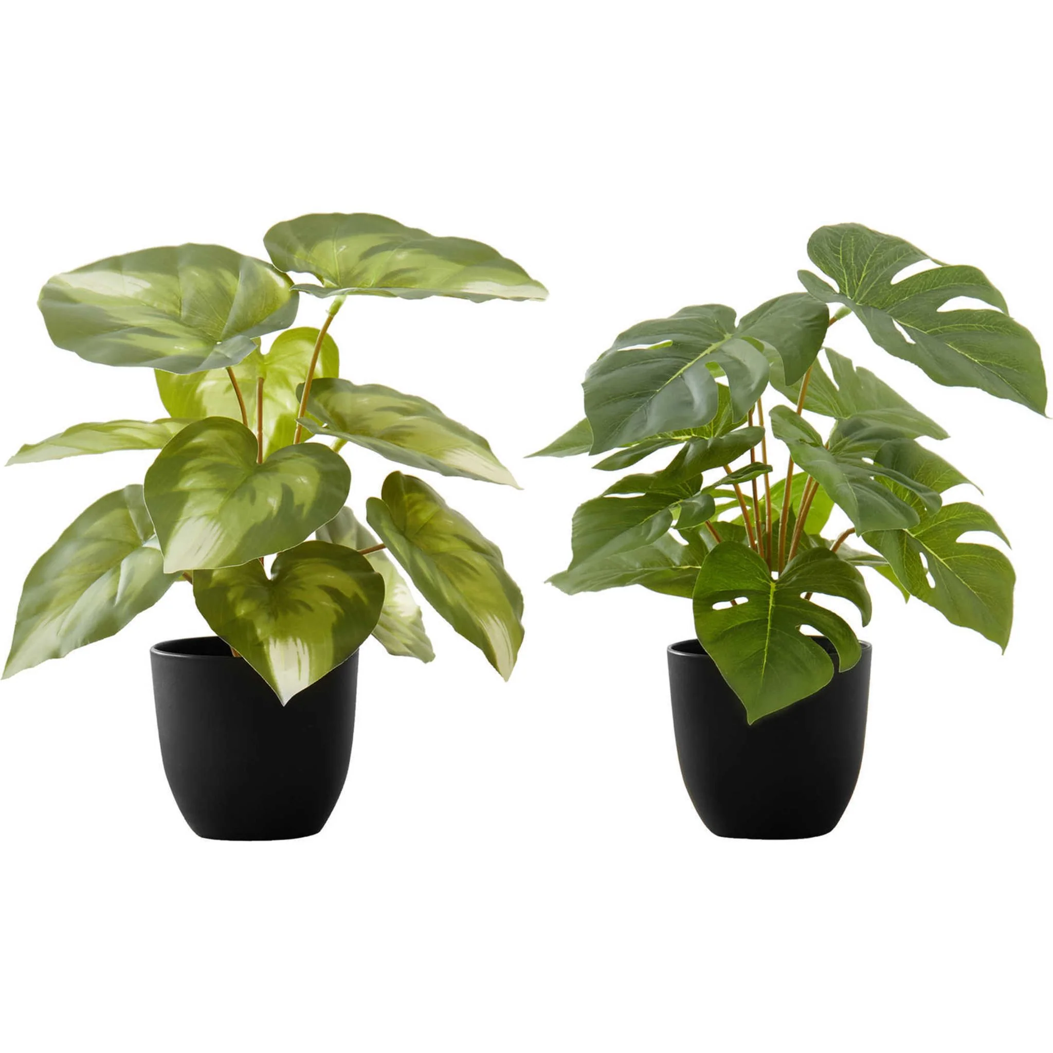 Monstera Plant (Set of 2)