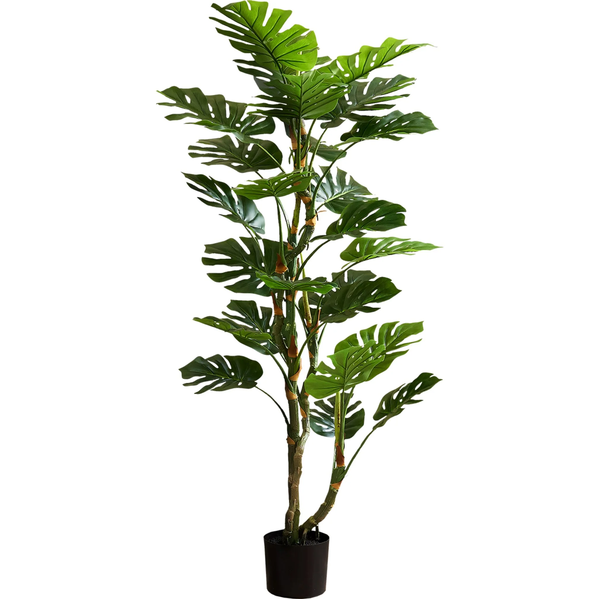 Monstera Tree