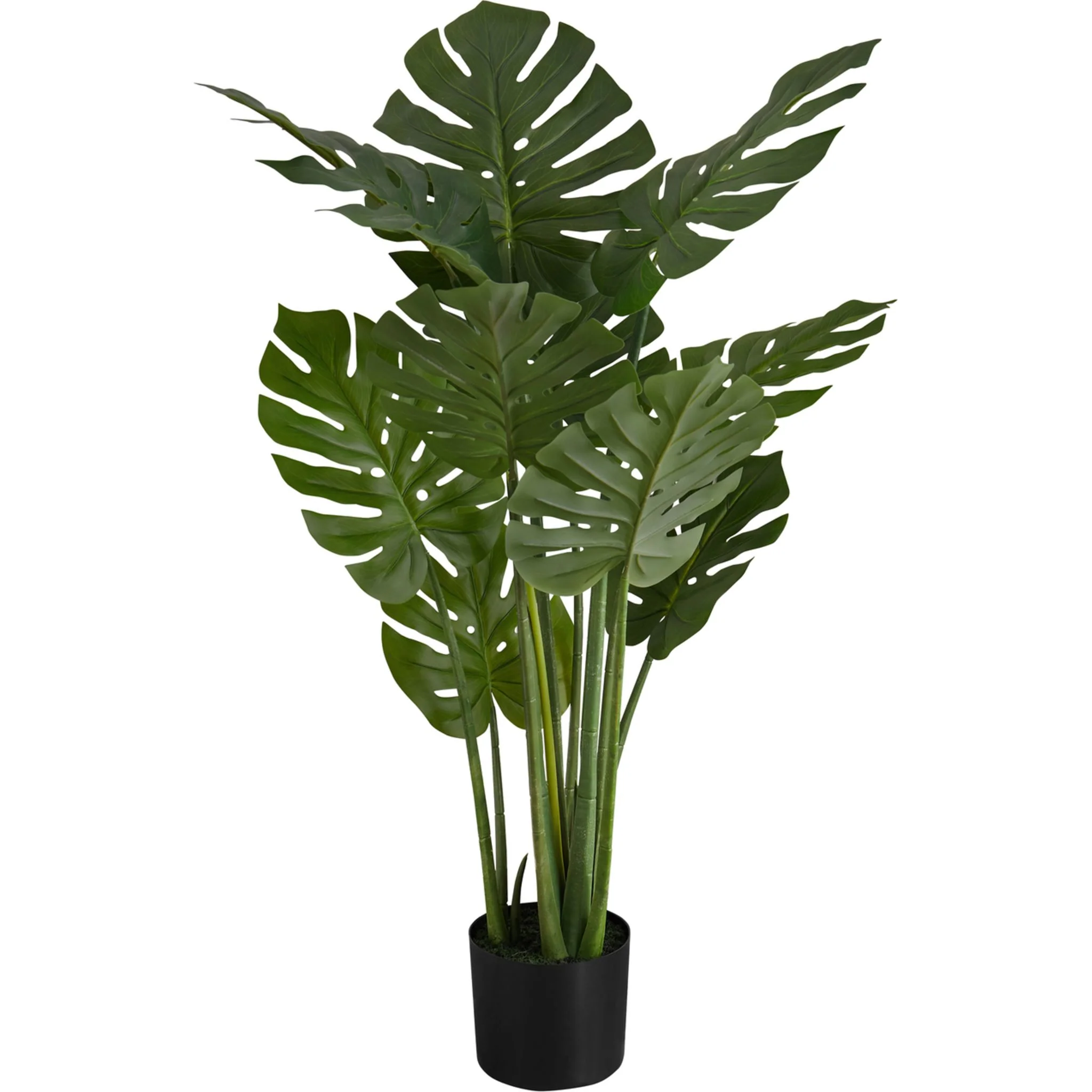 Monstera Tree