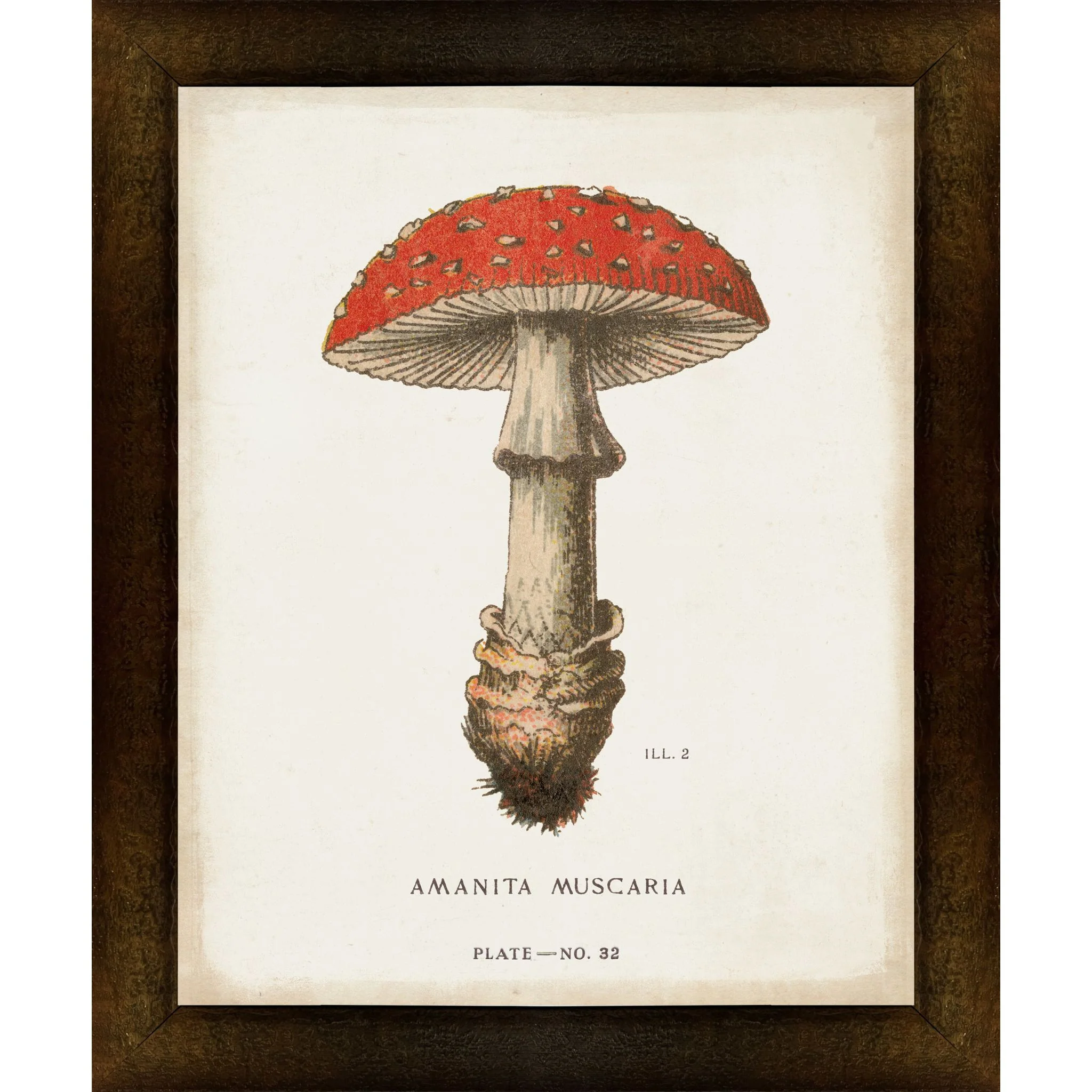Mushroom Study II Wall Art 9.00" x 11.00"