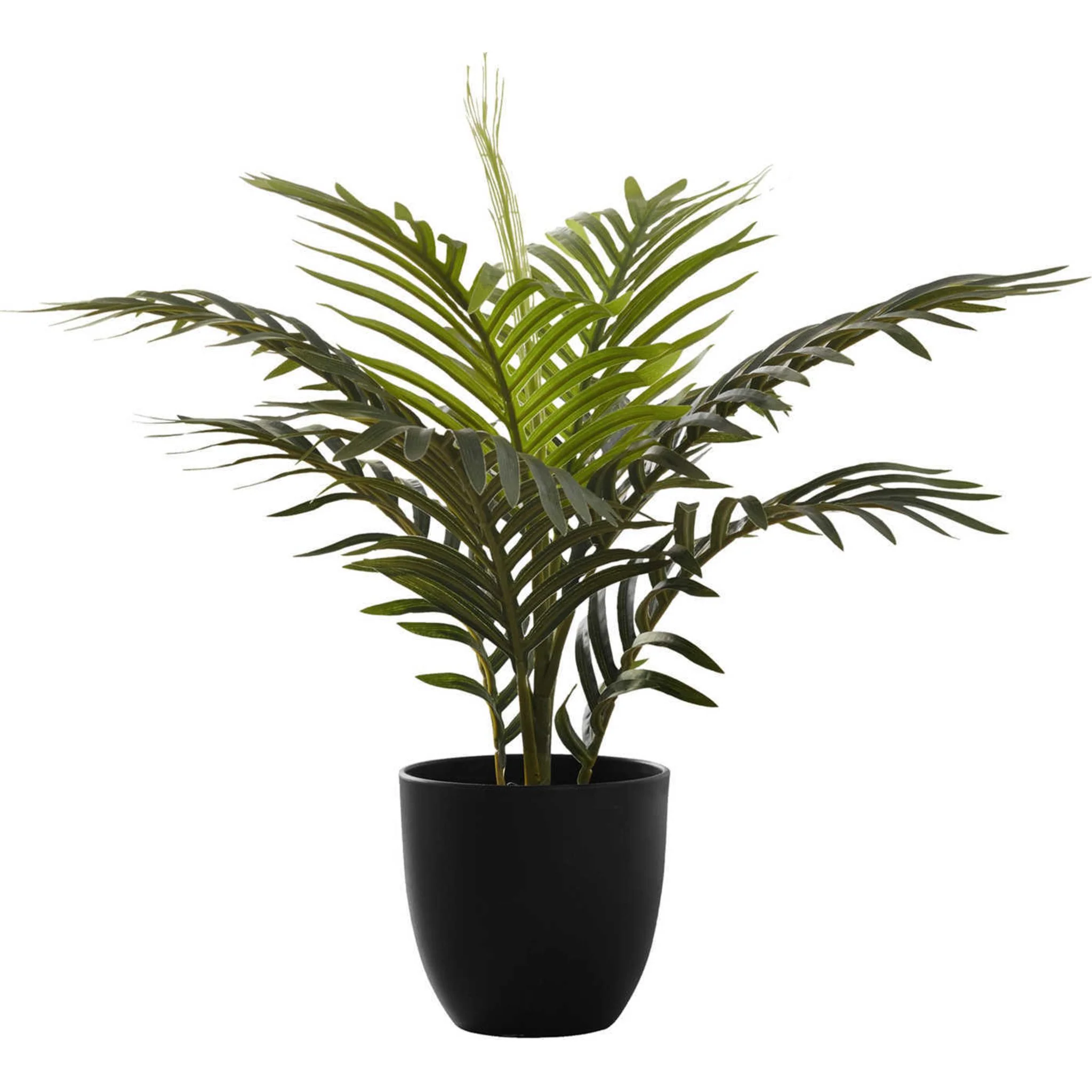 Palm Tree