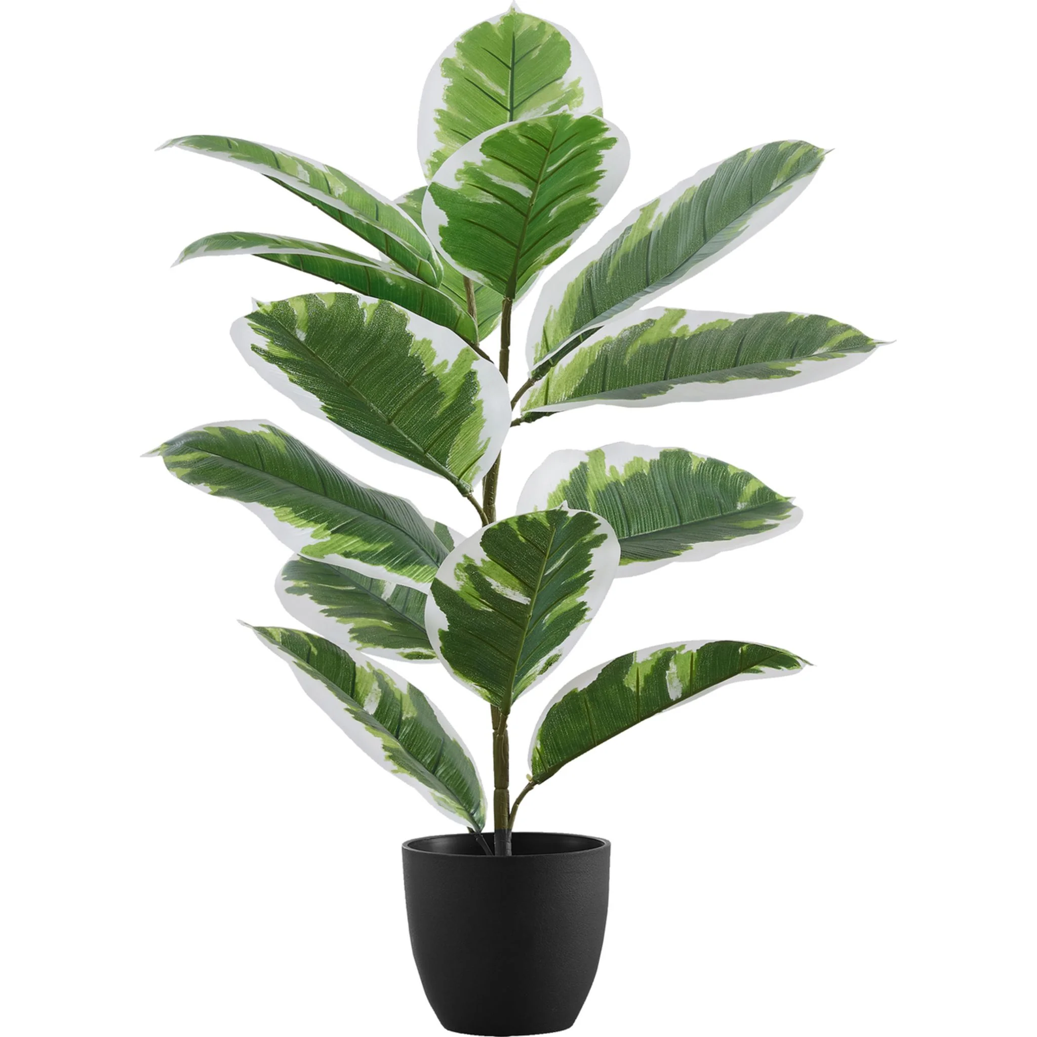 Rubber Plant