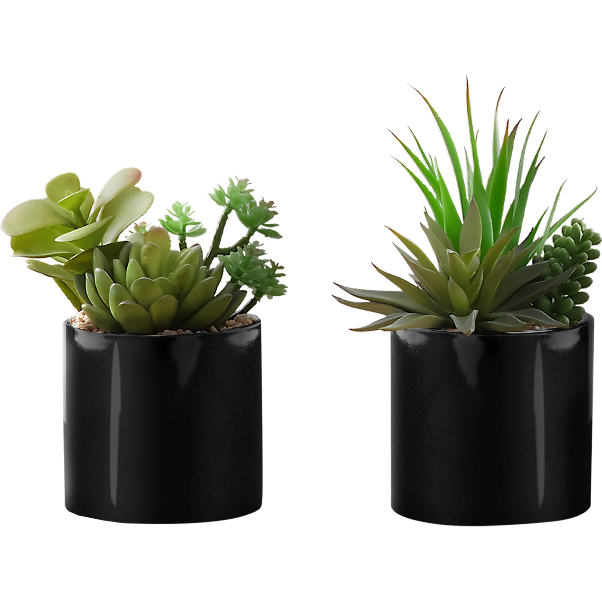 Succulent Plant (Set of 2)